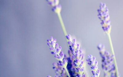 How Stressed Are You?  Lavender To The Rescue!