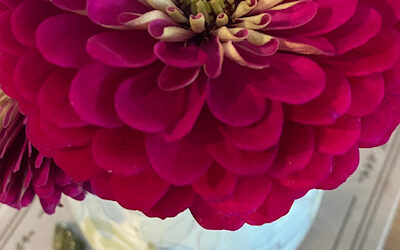 Zinnia – The Flower Essence for Joy